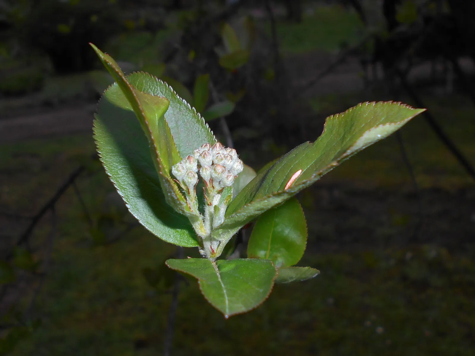 Black Chokeberry (Aronia Melanocarpa) — which emerge on the backdrop of its finely-toothed