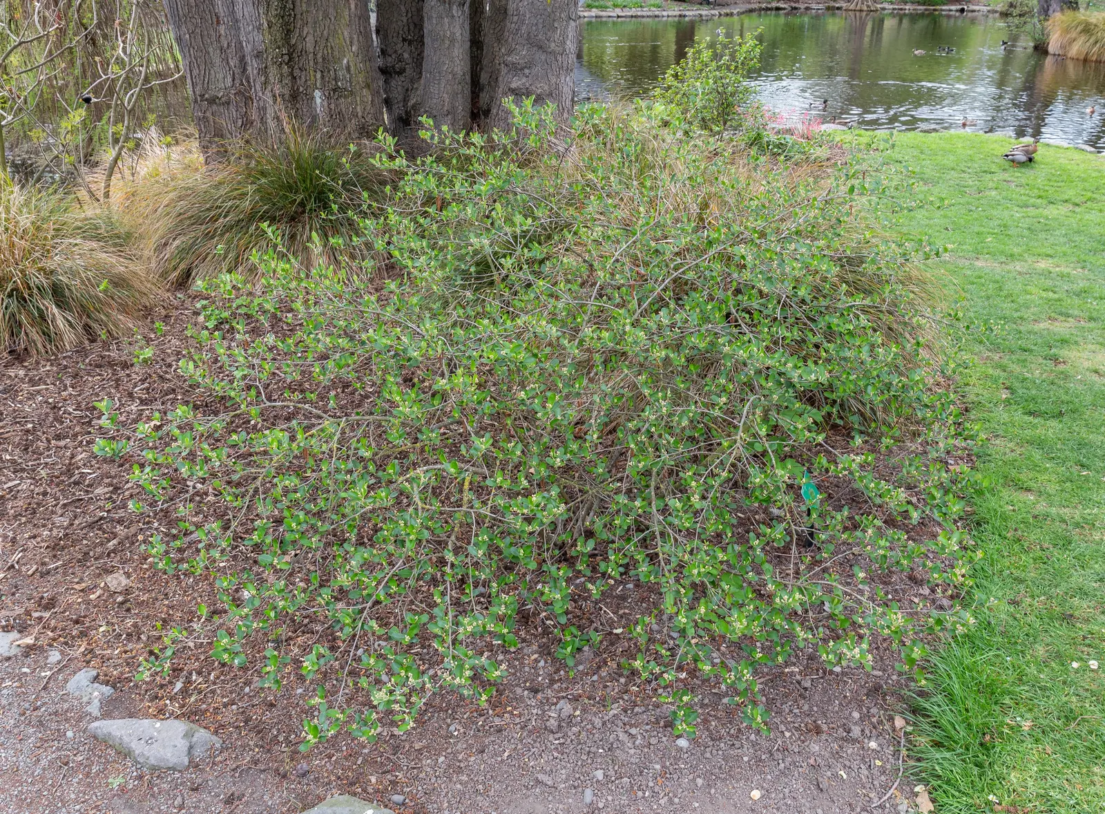 Black Chokeberry (Aronia Melanocarpa) — Its purplish-black berries, high in antioxidants, attract birds and can be used in jams; plant in full sun to part