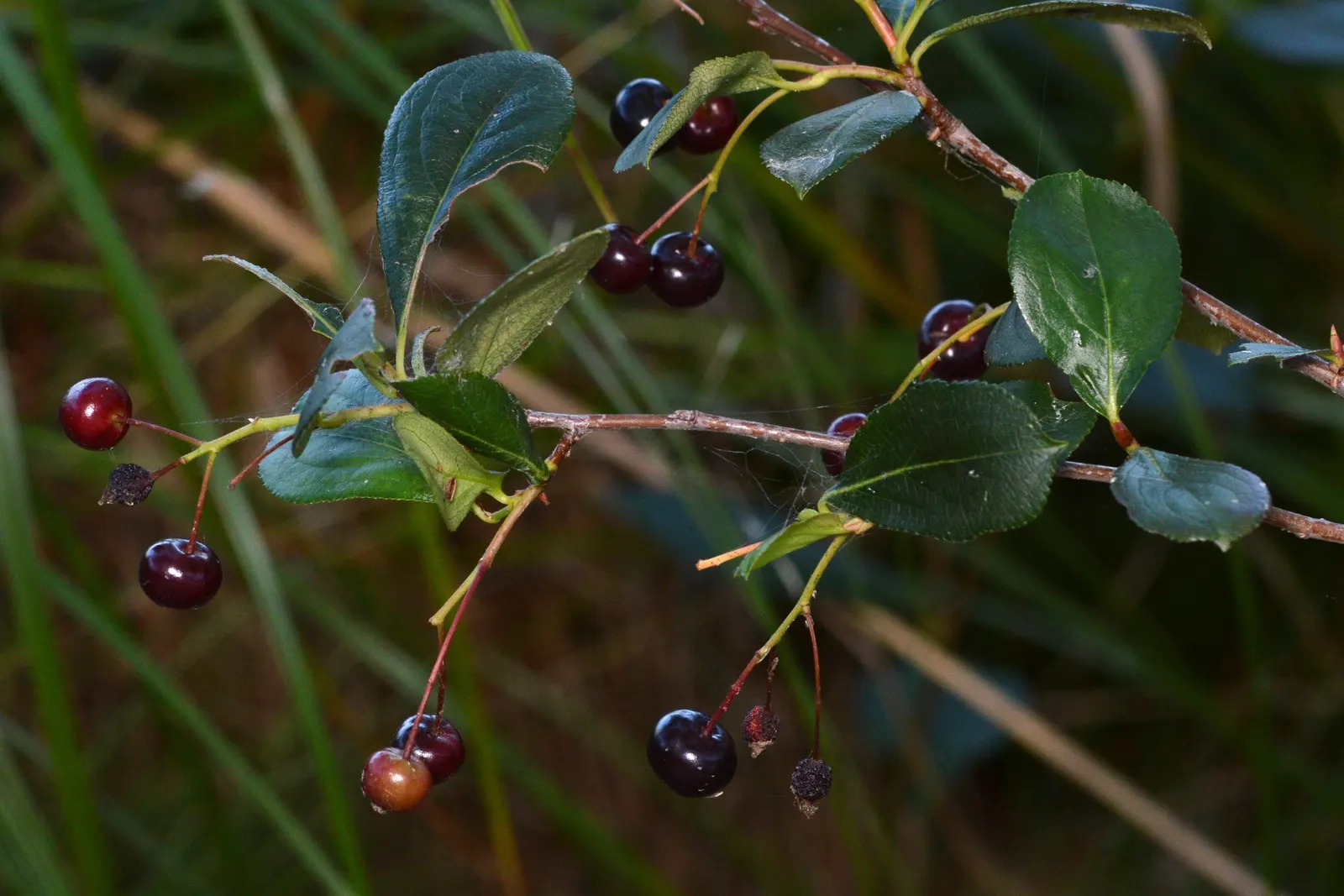 Black Chokeberry (Aronia Melanocarpa) — which emerge on the backdrop of its finely-toothed; the Black Chokeberry provides multi-season interest, image 65