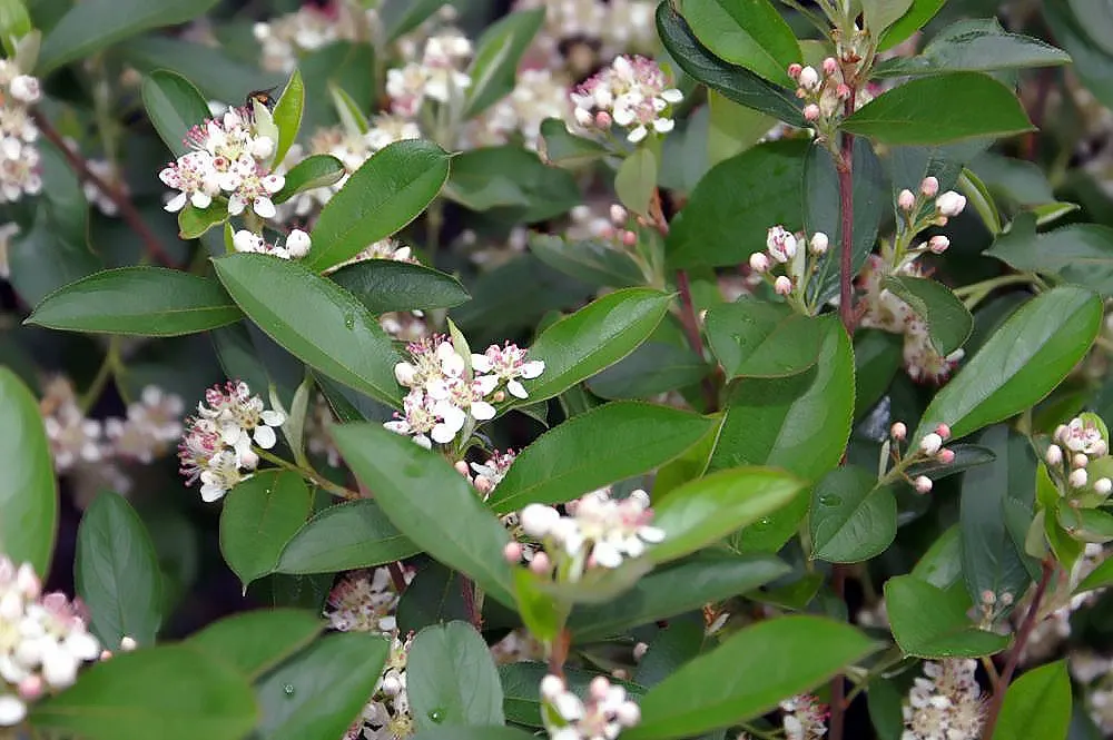 Black Chokeberry (Aronia Melanocarpa) — this species is known for its high tolerance to wet conditions; its purplish-black berries, high in antioxidants
