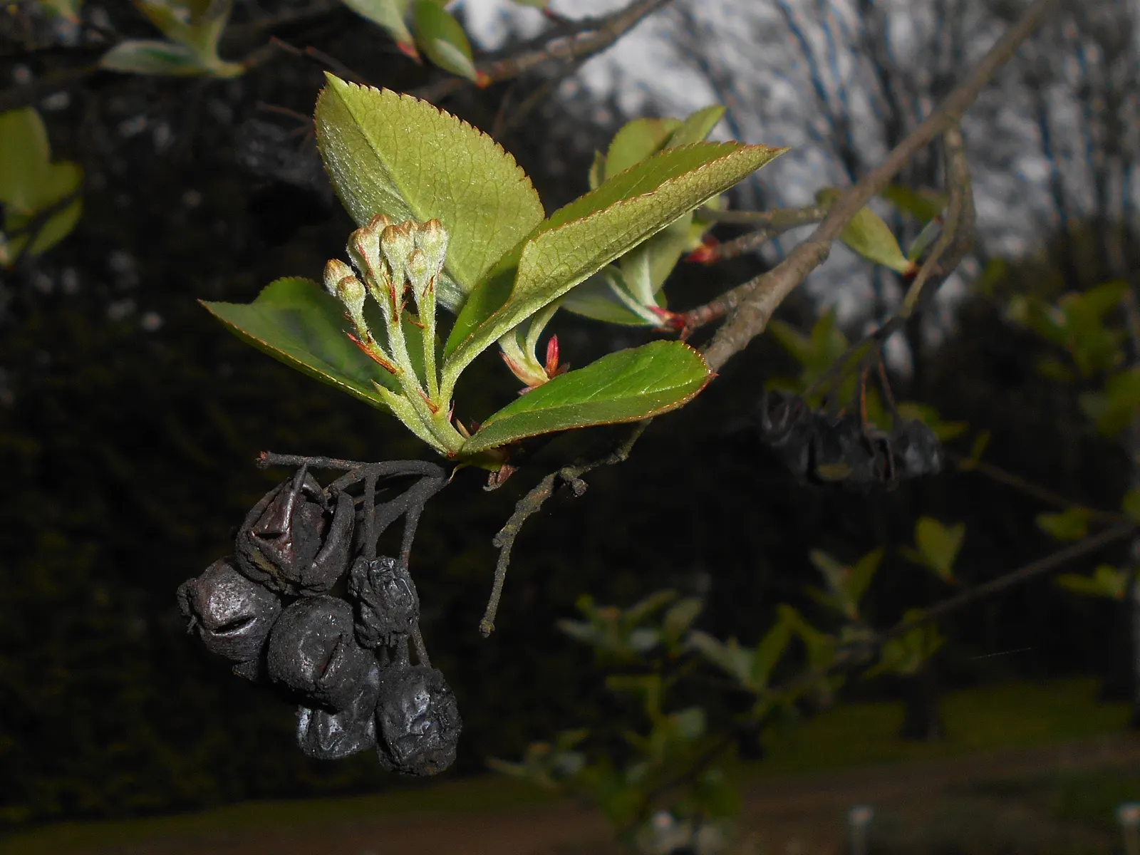 Black Chokeberry (Aronia Melanocarpa) — The foliage turns a fiery red and purple in autumn, providing a striking visual display to round out the year; tolerant