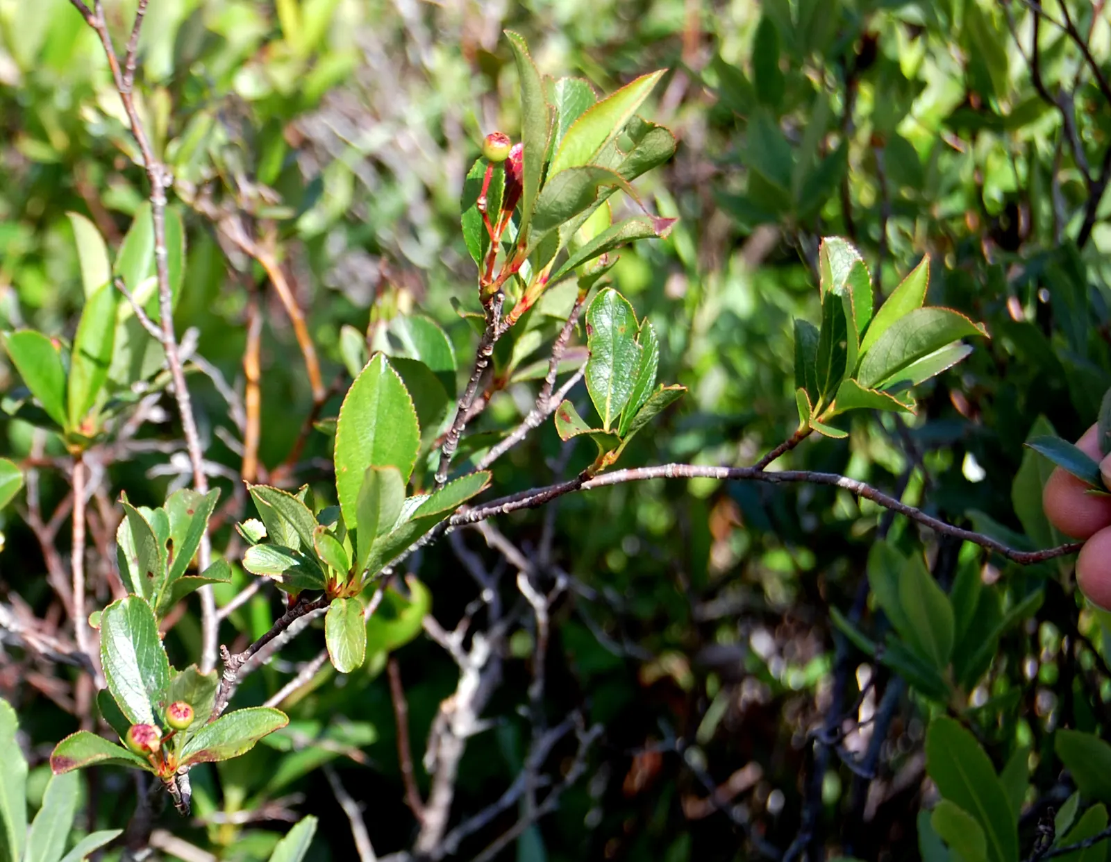 Black Chokeberry (Aronia Melanocarpa) — Typically reaching heights of 3 to 6 feet with a similar spread