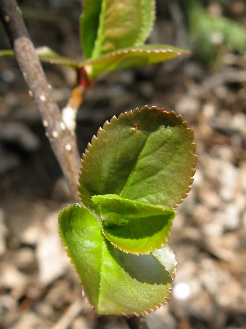 Black Chokeberry (Aronia Melanocarpa) — These berries are not only eye-catching but are packed with antioxidants and nutrients; it can withstand, image 73