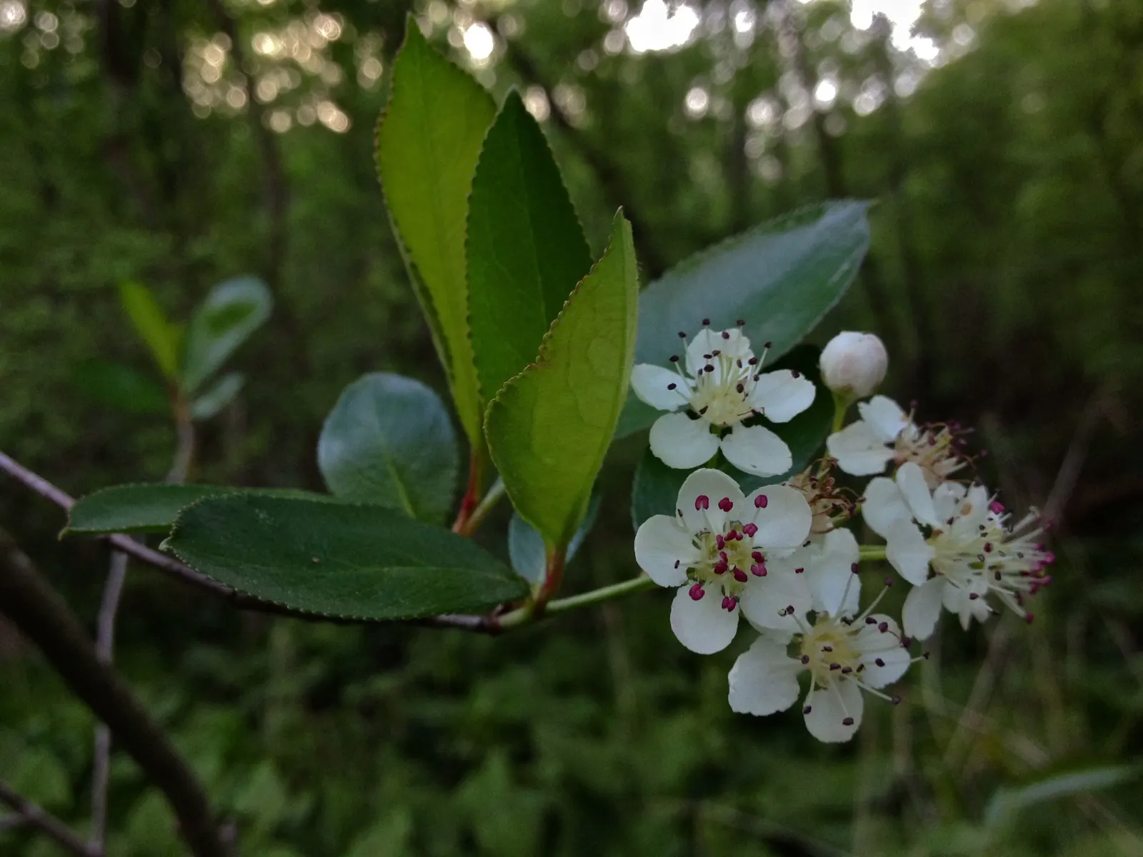 Black Chokeberry (Aronia Melanocarpa) — deep purple-black berries; measuring approximately 1/4 to 1/3 inch in diameter, image 70