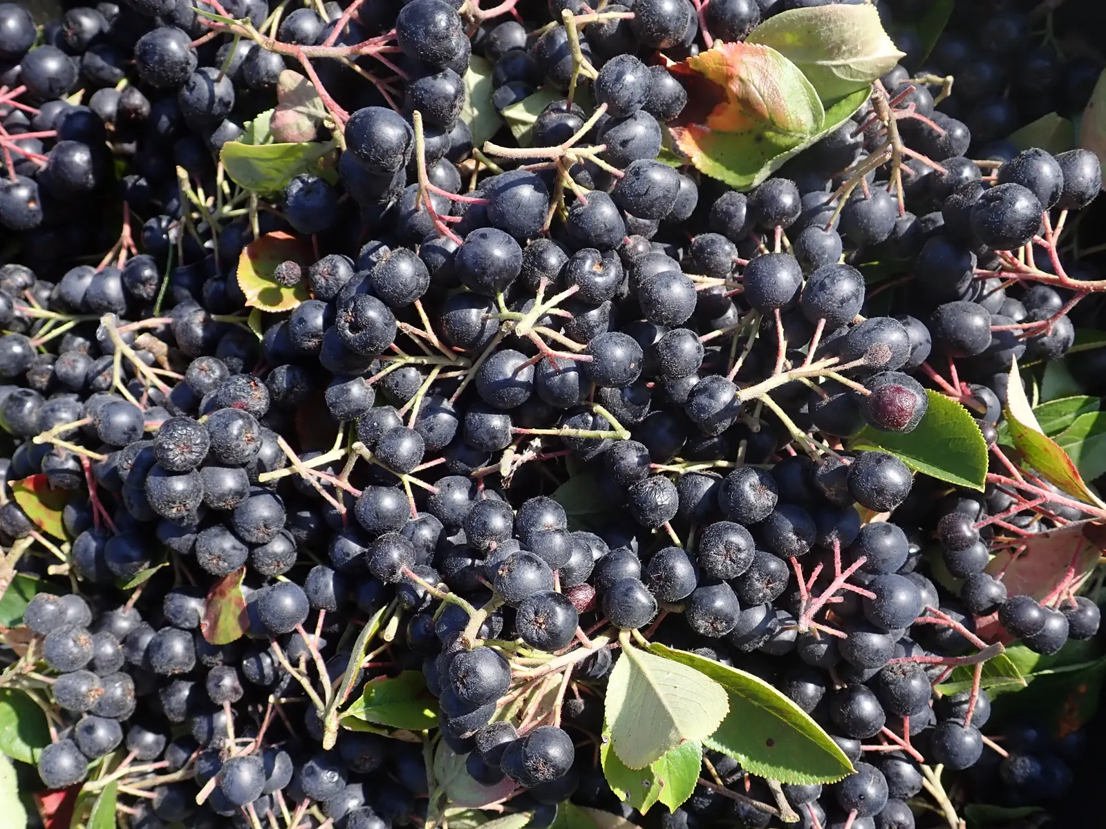 Black Chokeberry (Aronia Melanocarpa) — making it a flexible choice for different garden aspects; white flowers in the garden