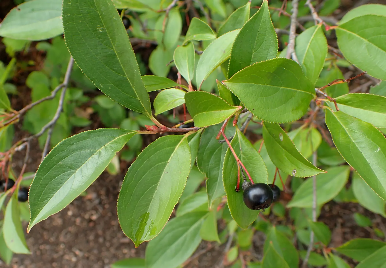 Black Chokeberry (Aronia Melanocarpa) — It can withstand both full sun and partial shade exposure; including occasional flooding, image 66