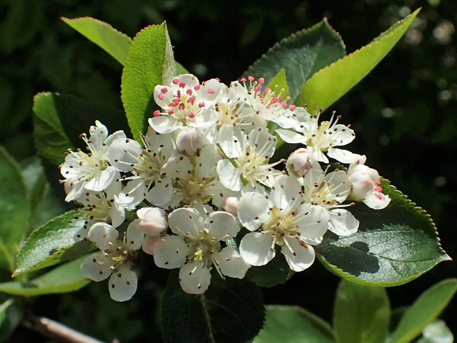 Black Chokeberry (Aronia Melanocarpa) — Tolerant of wet conditions