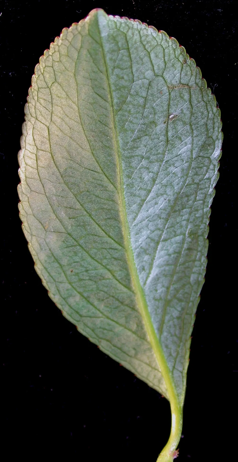 Black Chokeberry (Aronia Melanocarpa) — this species is known for its high tolerance to wet conditions; its purplish-black berries, high in, image 68