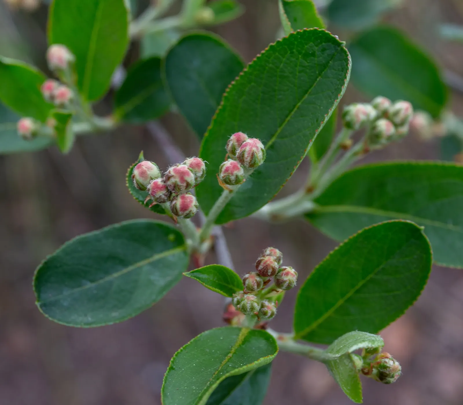 Black Chokeberry (Aronia Melanocarpa) — shrub with white blooms; this species is known for its high tolerance to wet conditions
