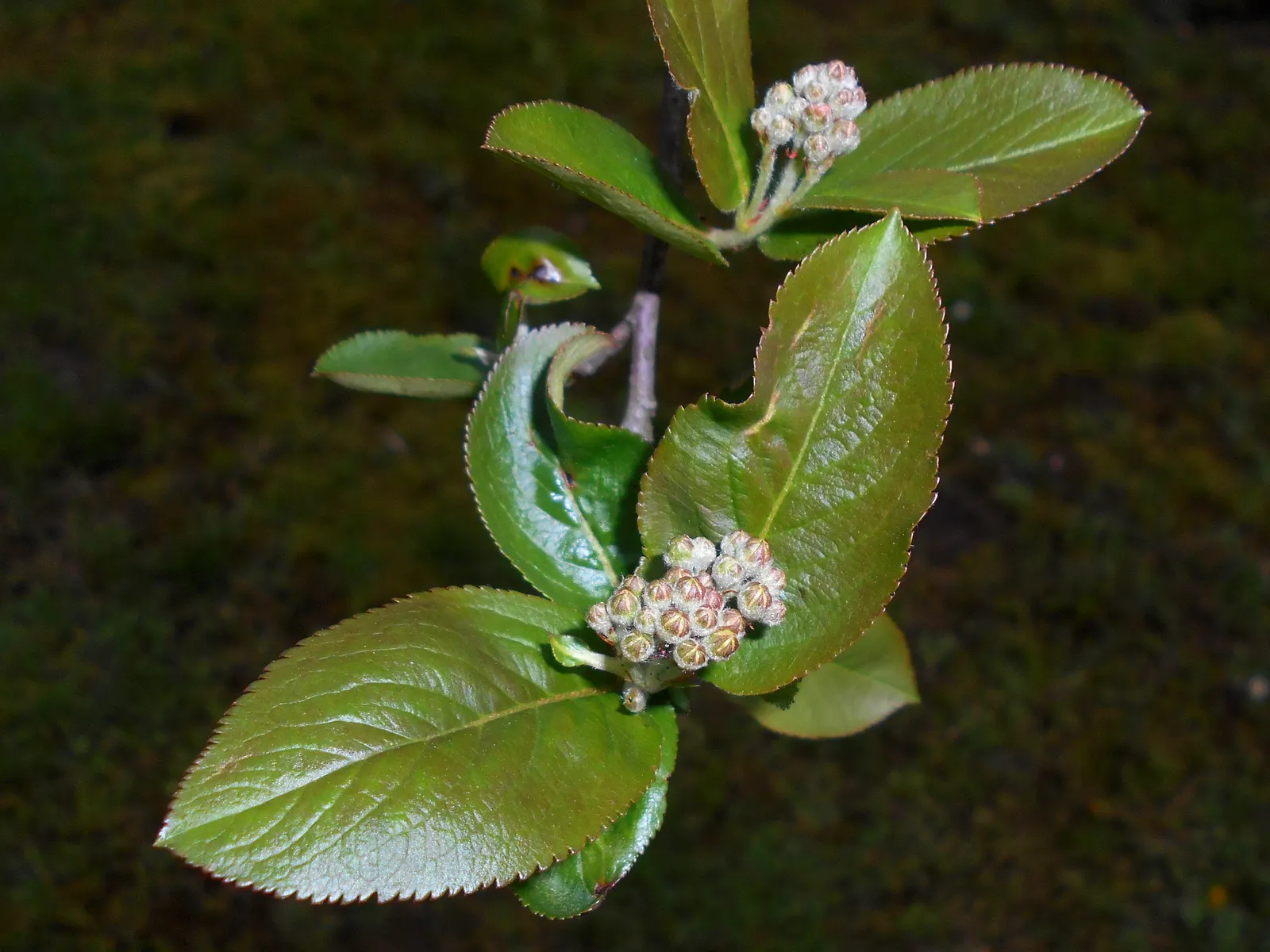 Black Chokeberry (Aronia Melanocarpa) — is a robust and versatile deciduous shrub well-suited for a diverse range of landscape designs