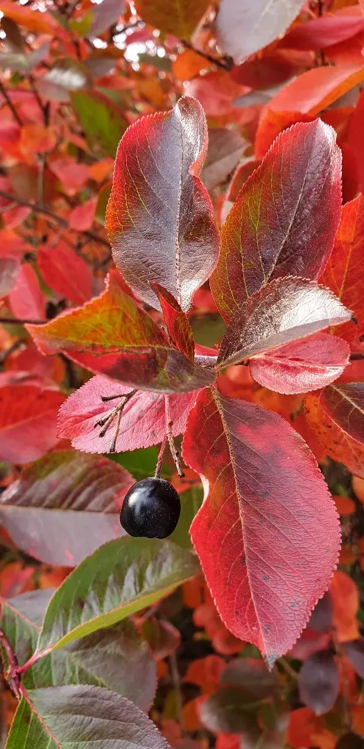 Black Chokeberry (Aronia Melanocarpa) — making them a boon for wildlife and humans alike; these berries are not only eye-catching but are packed with