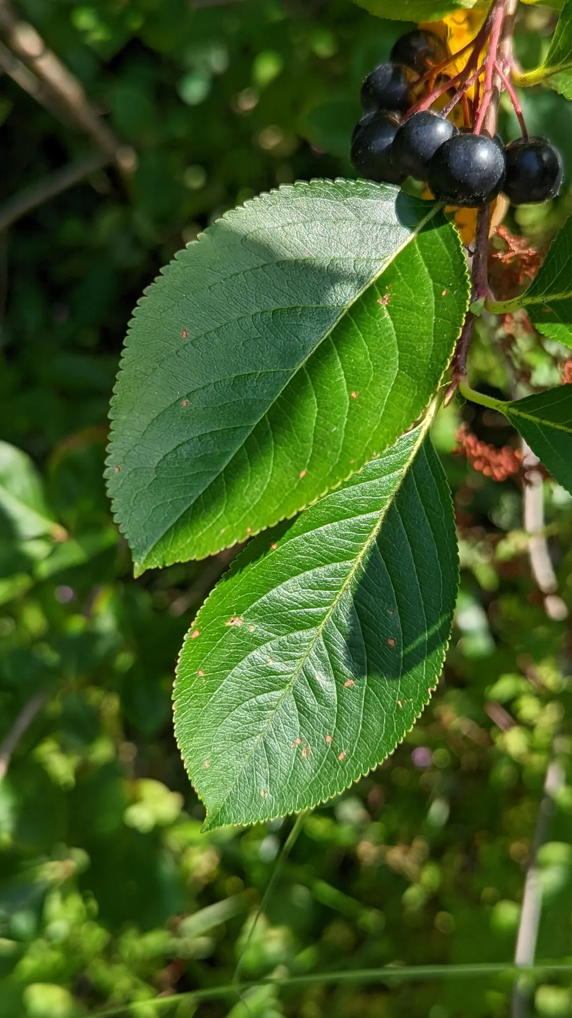 Black Chokeberry (Aronia Melanocarpa) — Plant in full sun to part shade in well-draining soil for best fruit production; which emerge on the, image 58