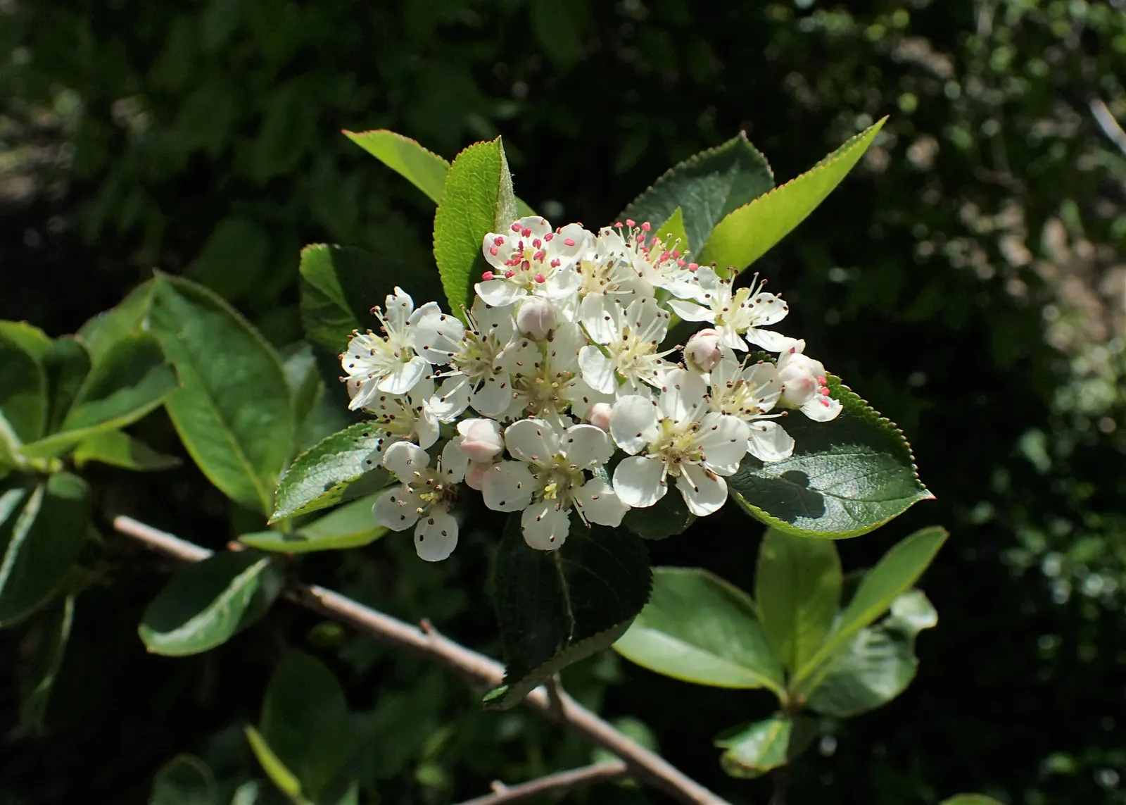 Black Chokeberry (Aronia Melanocarpa) — scientifically known as Aronia melanocarpa; which appear in late summer and persist into the fall, image 59
