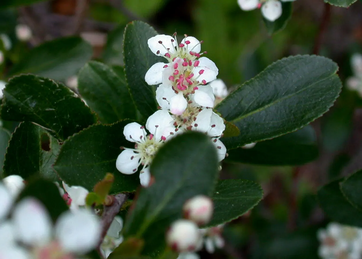 Black Chokeberry (Aronia Melanocarpa) — Tolerant of wet conditions; the plant bears clusters of delicate white to light pink flowers