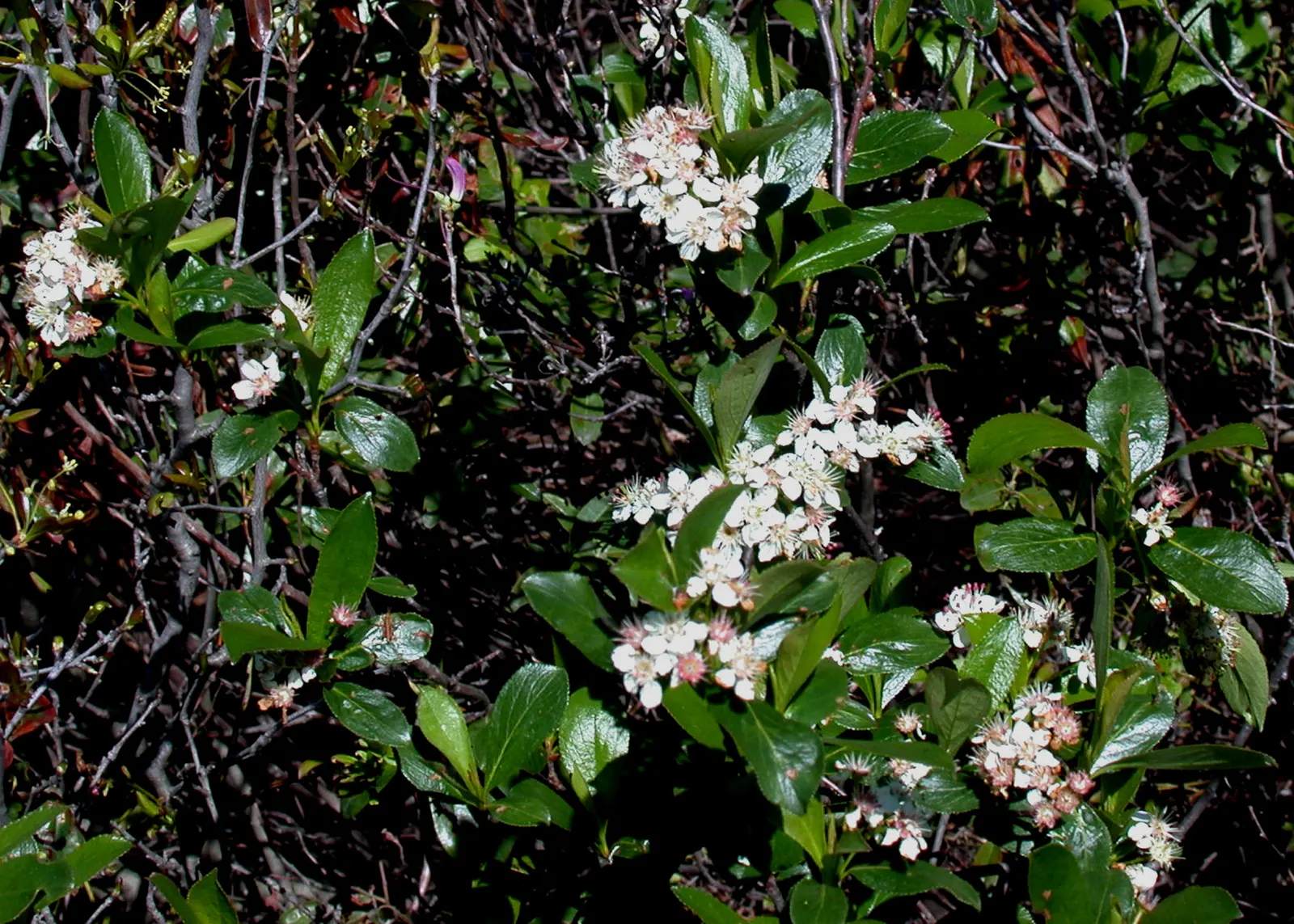 Black Chokeberry (Aronia Melanocarpa) — The foliage turns a fiery red and purple in autumn, providing a striking visual display to round out the year