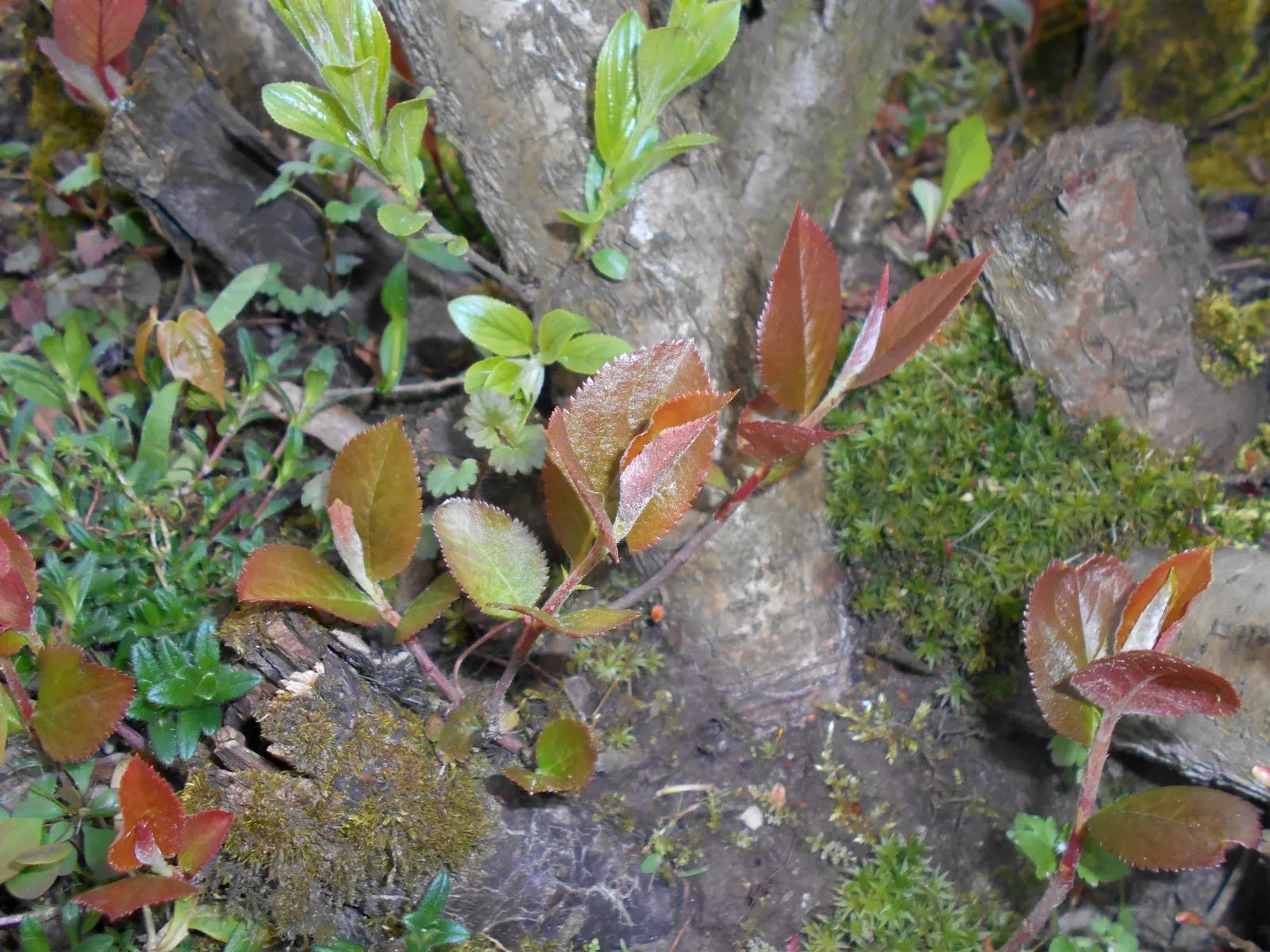 Black Chokeberry (Aronia Melanocarpa) — shrub with white blooms