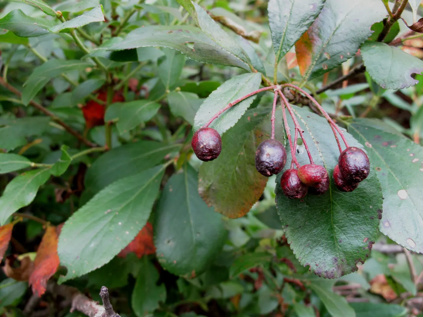 Black Chokeberry (Aronia Melanocarpa) — The foliage turns a fiery red and purple in autumn, providing a striking visual display to round out the, image 75