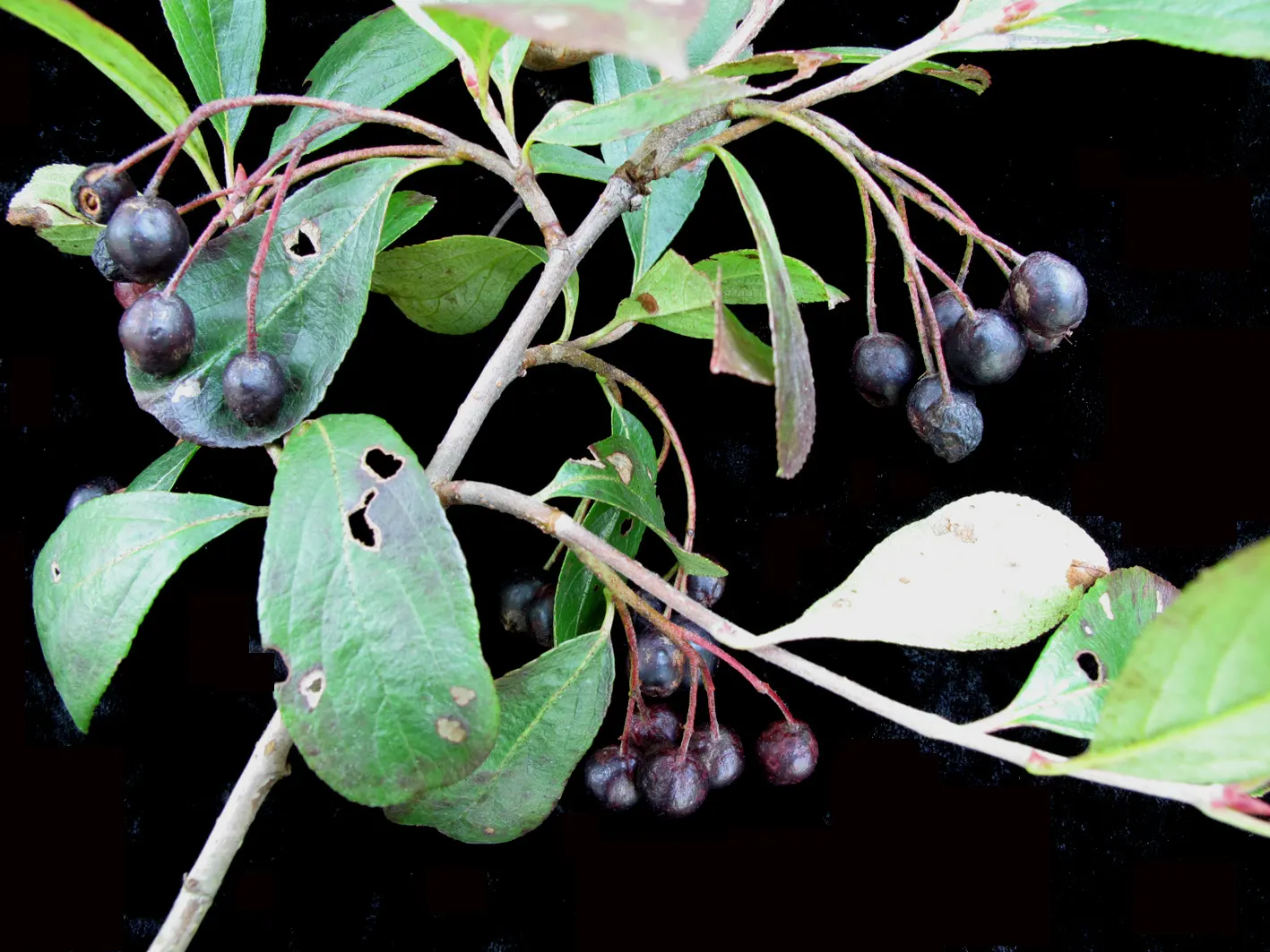 Black Chokeberry (Aronia Melanocarpa) — measuring approximately 1/4 to 1/3 inch in diameter; shrub for full or half