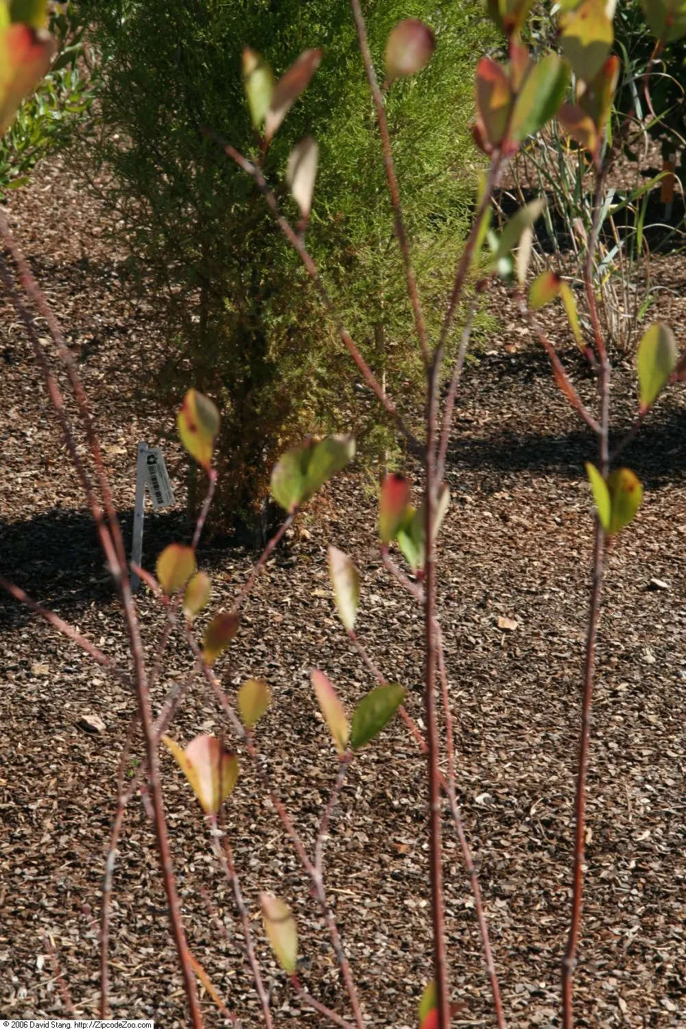 Black Chokeberry (Aronia Melanocarpa) — the Black Chokeberry provides multi-season interest; making it a flexible choice for different garden, image 62
