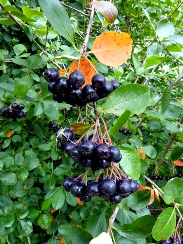 Black Chokeberry (Aronia Melanocarpa) — measuring approximately 1/4 to 1/3 inch in diameter; shrub for full or half, image 71