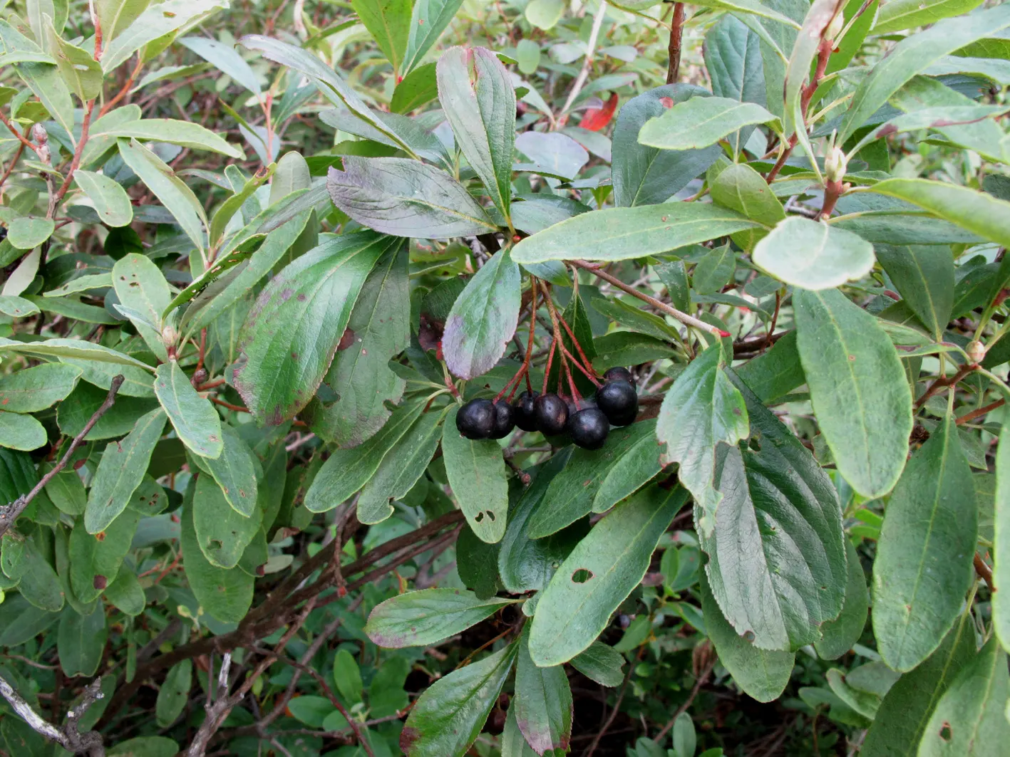 Black Chokeberry (Aronia Melanocarpa) — Black Chokeberry (Aronia melanocarpa) is a sturdy deciduous shrub reaching 3-6 ft high and wide