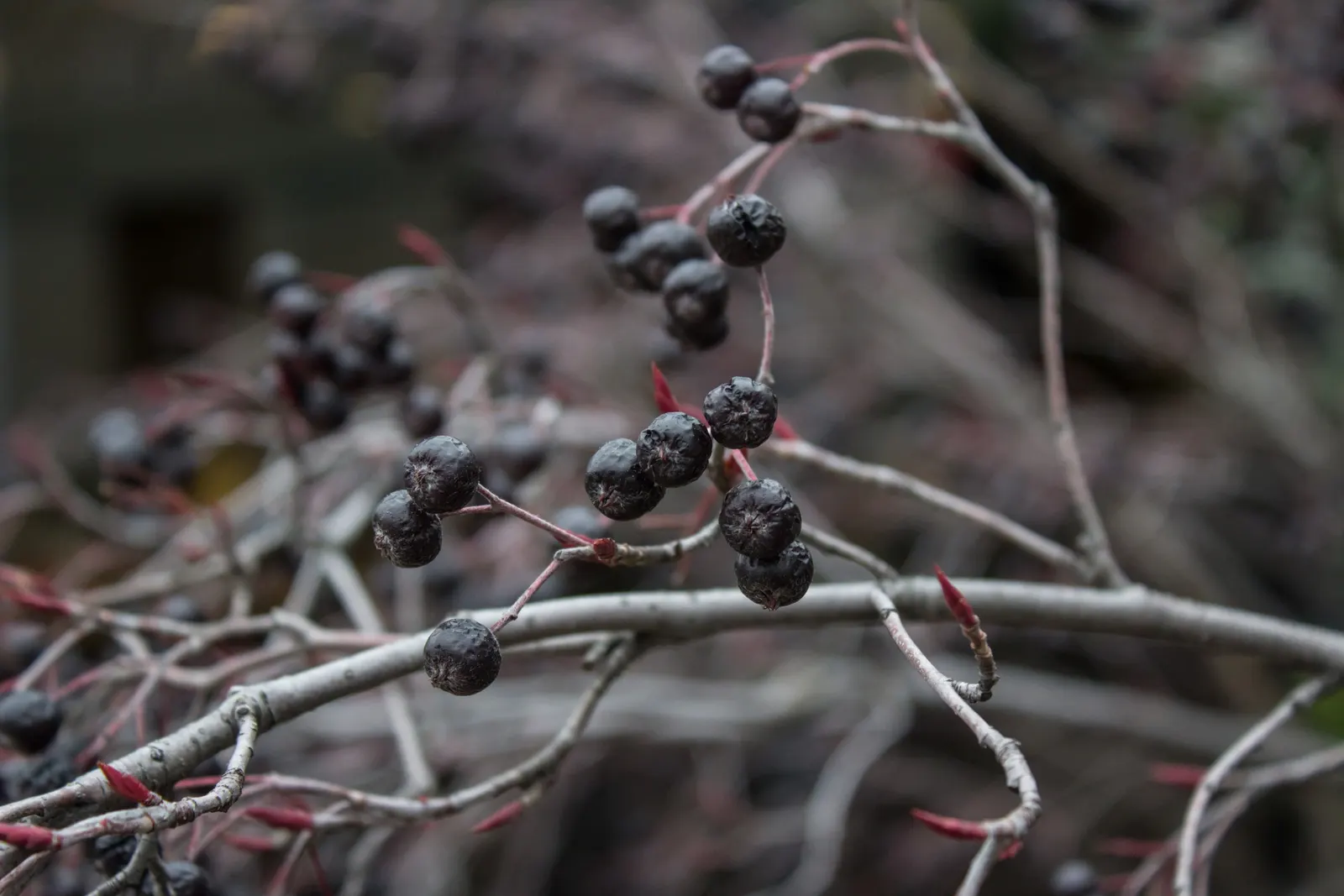 Black Chokeberry (Aronia Melanocarpa) — Black Chokeberry (Aronia melanocarpa) is a sturdy deciduous shrub reaching 3-6 ft high and wide; dark green leaves that