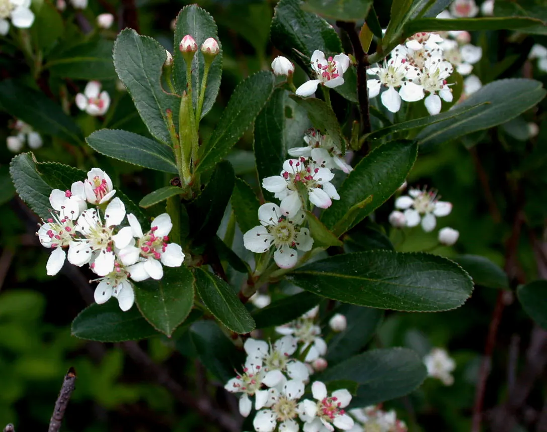 Black Chokeberry (Aronia Melanocarpa) — These berries are not only eye-catching but are packed with antioxidants and nutrients