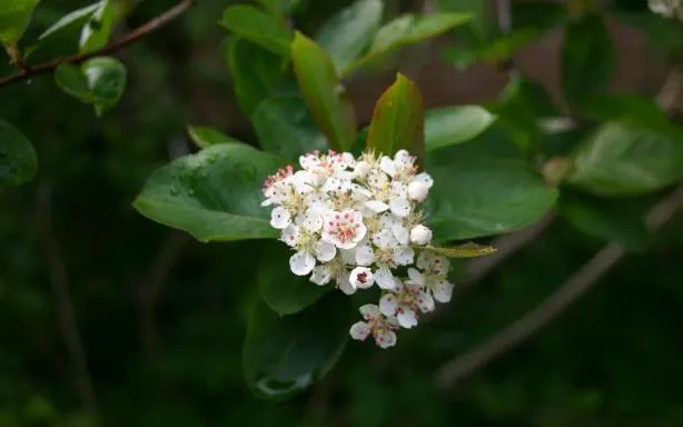 Black Chokeberry (Aronia Melanocarpa) — the Black Chokeberry provides multi-season interest; making it a flexible choice for different garden aspects