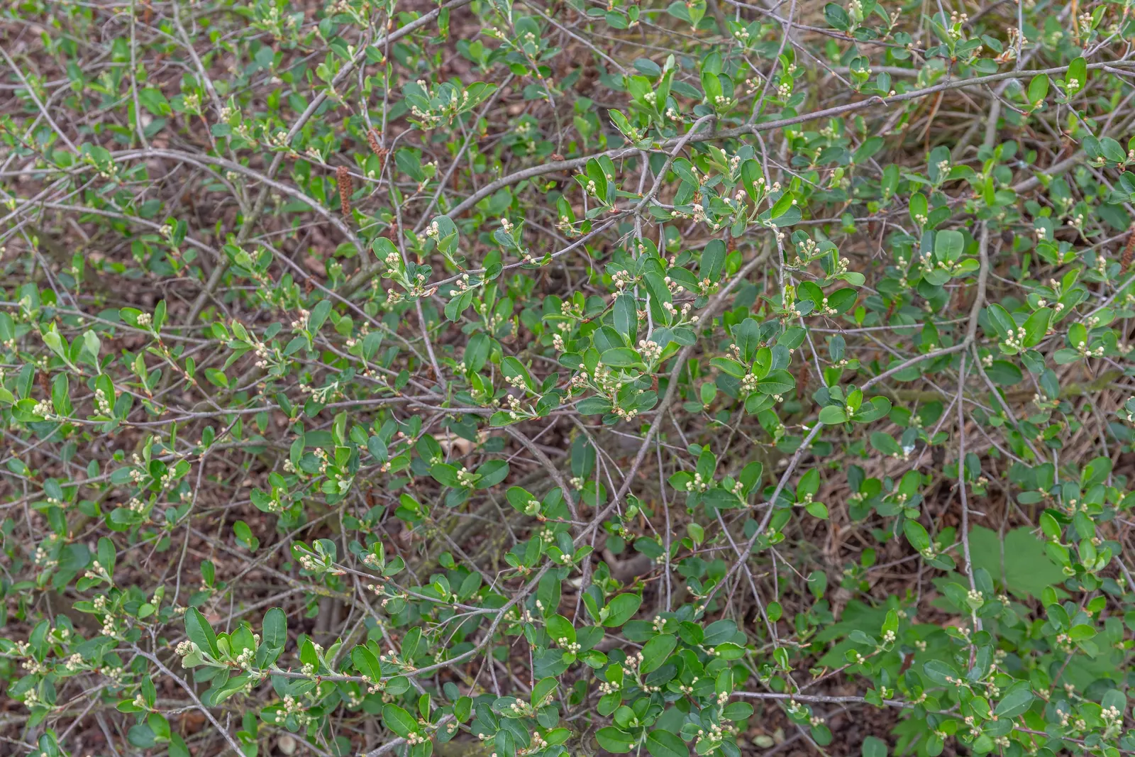 Black Chokeberry (Aronia Melanocarpa) — Plant in full sun to part shade in well-draining soil for best fruit production