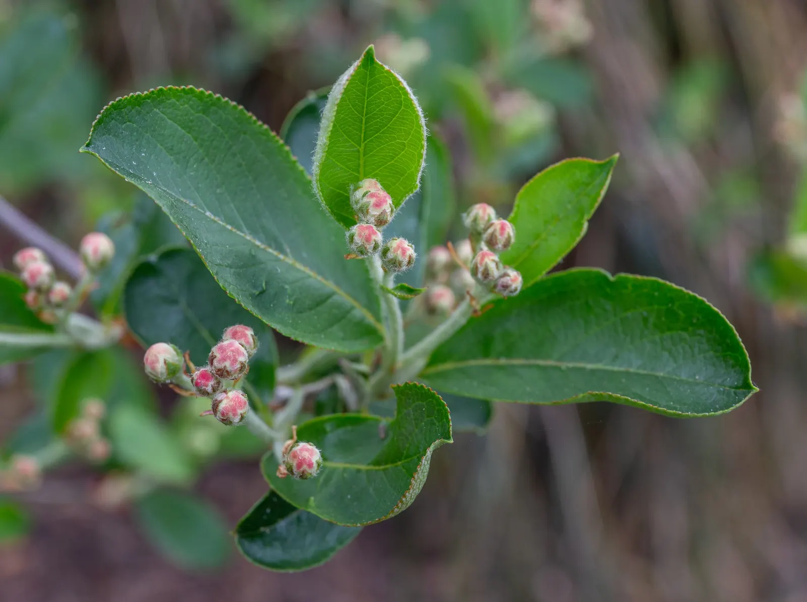 Black Chokeberry (Aronia Melanocarpa) — including occasional flooding