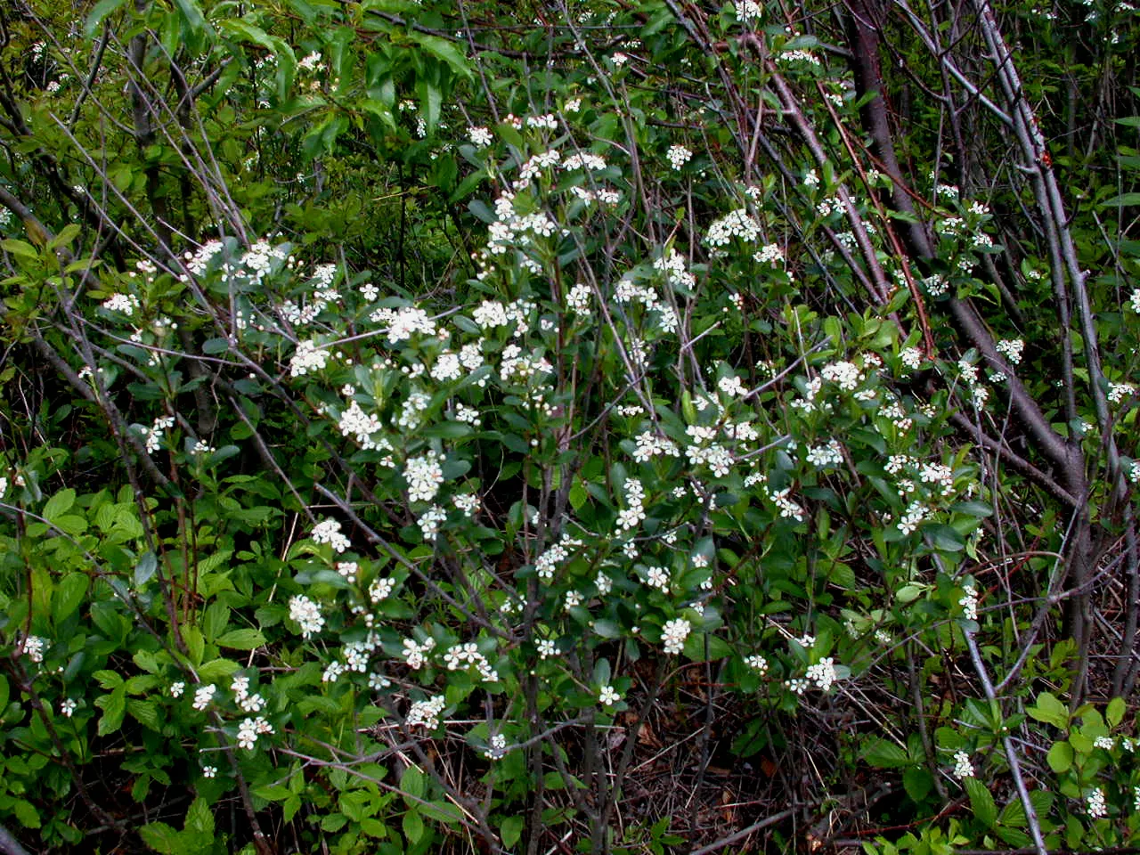 Black Chokeberry (Aronia Melanocarpa) — which emerge on the backdrop of its finely-toothed; the Black Chokeberry provides multi-season interest