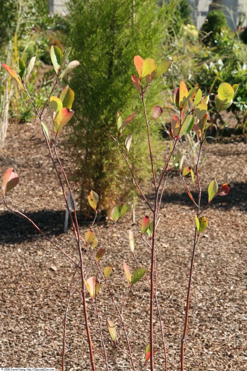 Black Chokeberry (Aronia Melanocarpa) — the plant bears clusters of delicate white to light pink flowers; making them a boon for wildlife and, image 63
