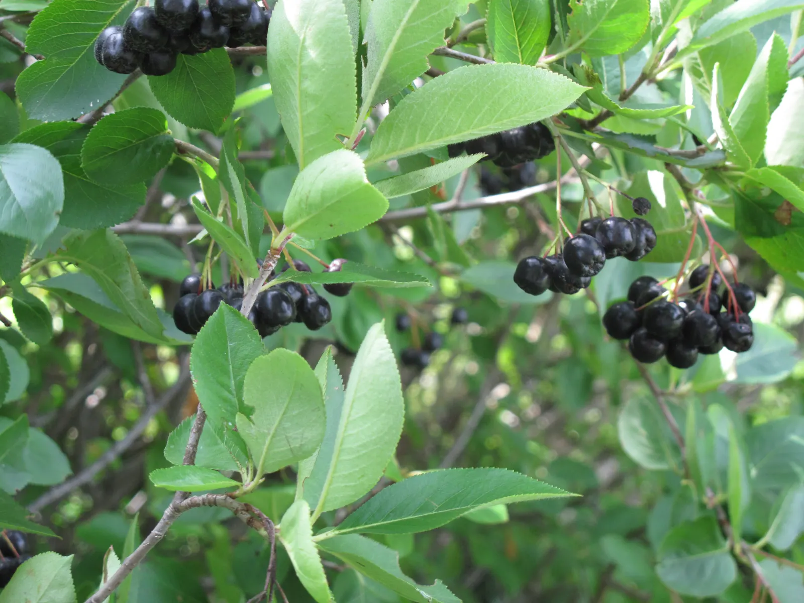 Black Chokeberry (Aronia Melanocarpa) — Black Chokeberry (Aronia melanocarpa) is a sturdy deciduous shrub reaching 3-6 ft high and wide; dark green, image 53