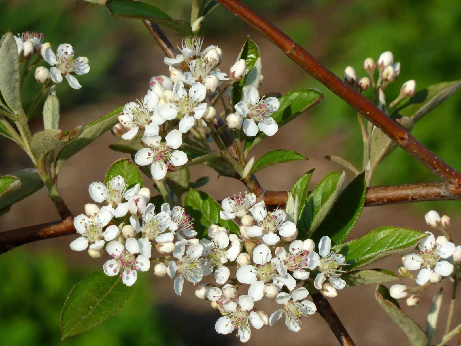 Black Chokeberry (Aronia Melanocarpa) — making it a flexible choice for different garden aspects; white flowers in the garden, image 67