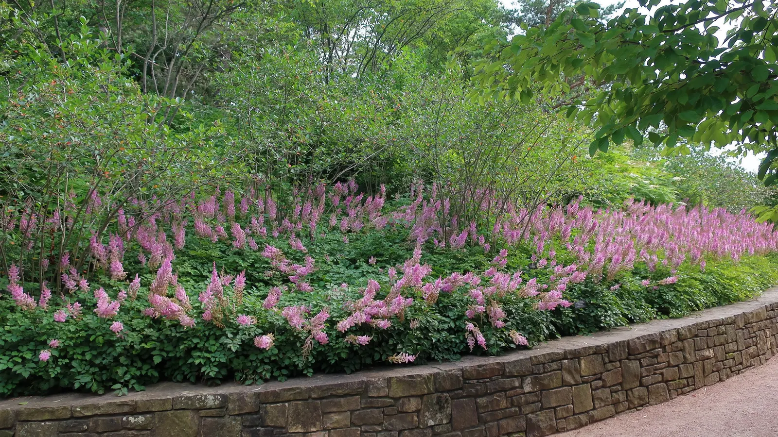 Black Chokeberry (Aronia Melanocarpa) — is a robust and versatile deciduous shrub well-suited for a diverse range of landscape designs; black Chokeberry