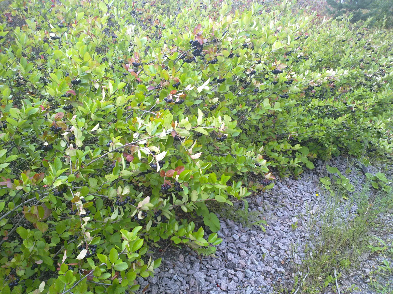 Black Chokeberry (Aronia Melanocarpa) — Tolerant of wet conditions; the plant bears clusters of delicate white to light pink flowers, image 54
