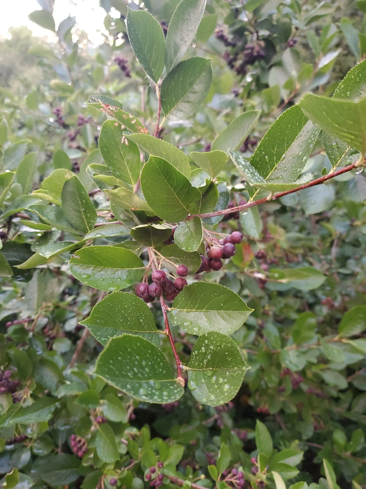 Black Chokeberry (Aronia Melanocarpa) — deep purple-black berries; measuring approximately 1/4 to 1/3 inch in diameter