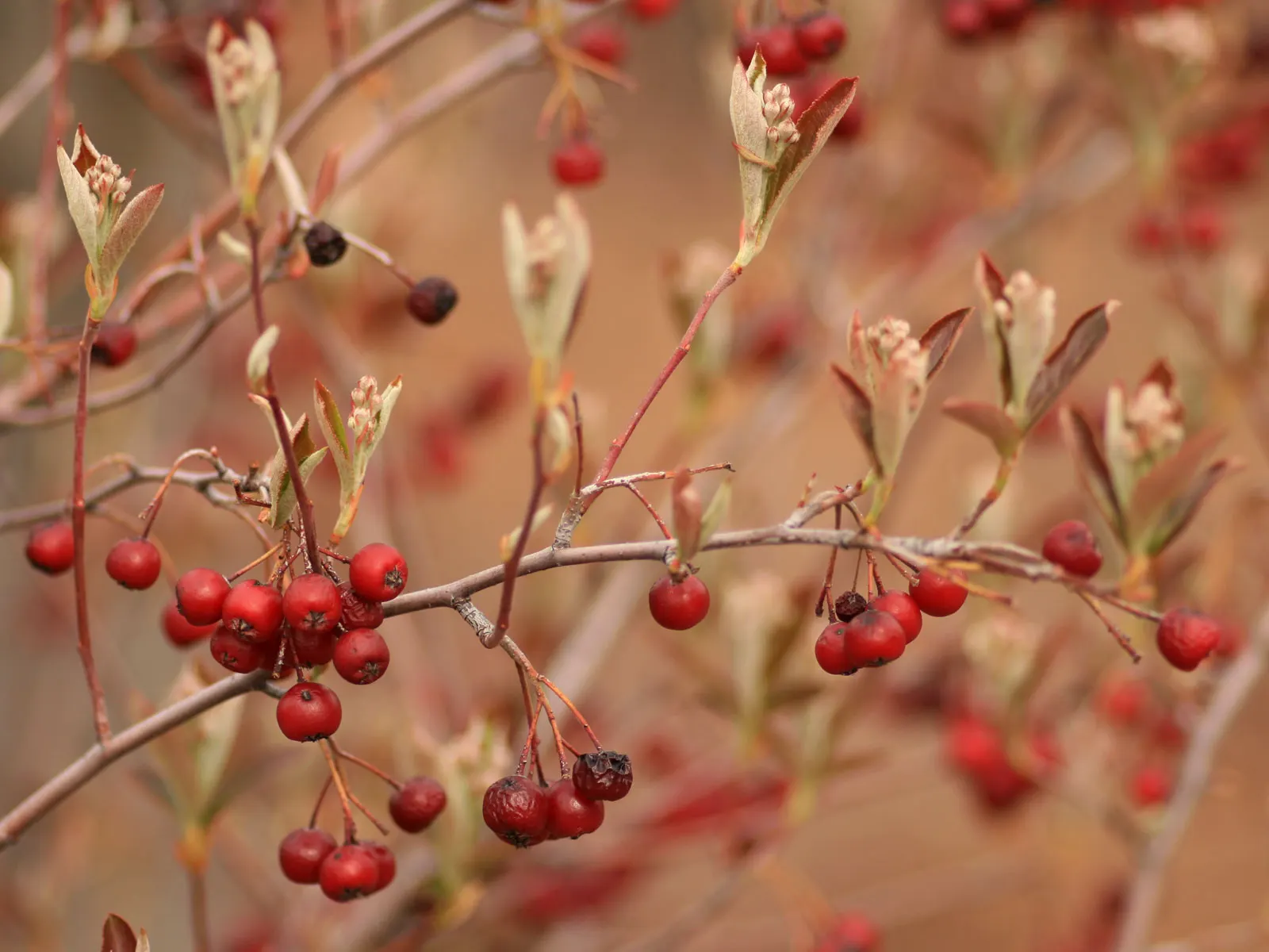 Black Chokeberry (Aronia Melanocarpa) — Typically reaching heights of 3 to 6 feet with a similar spread; is a robust and versatile deciduous shrub, image 61