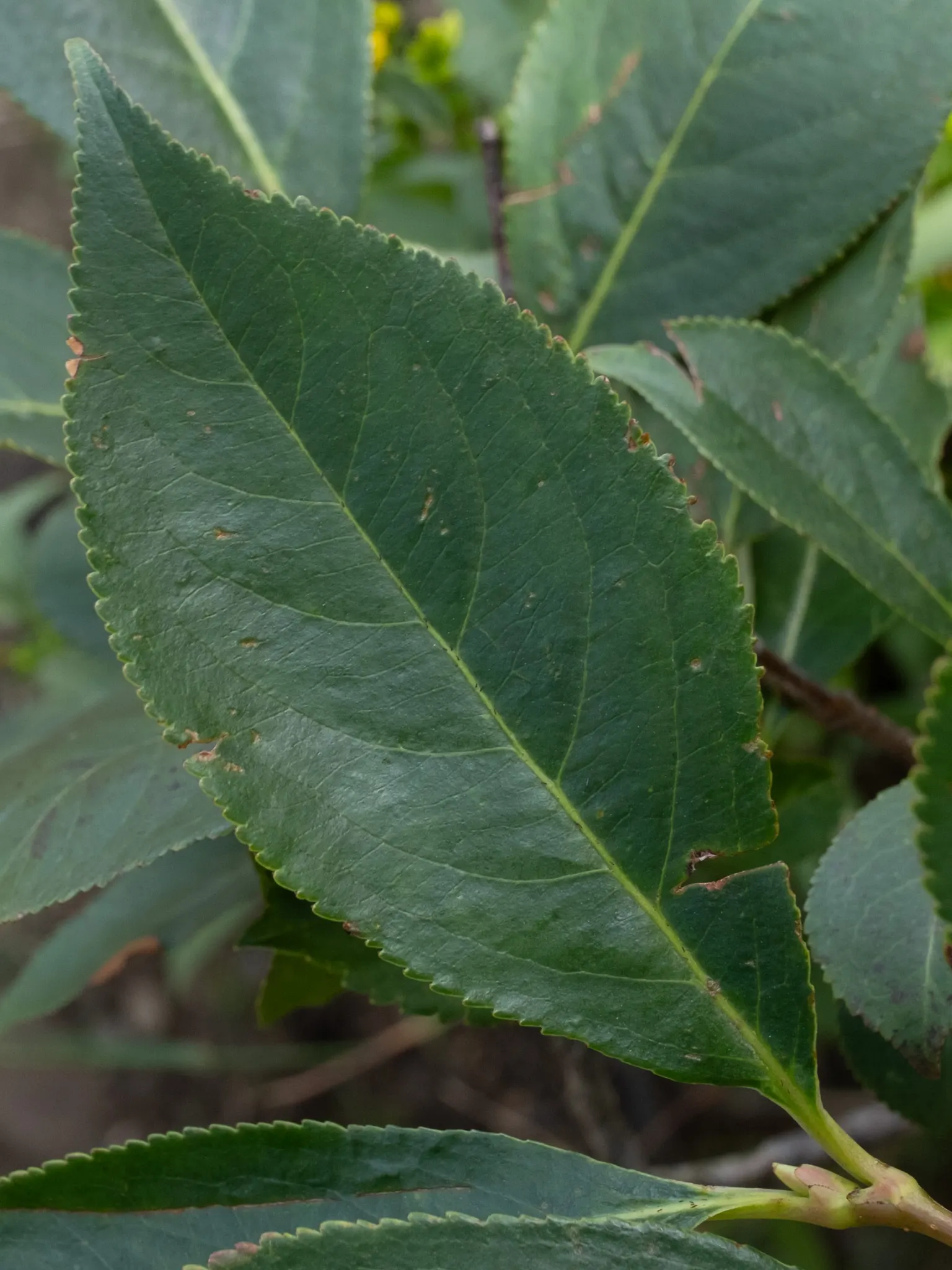 Black Chokeberry (Aronia Melanocarpa) — Its purplish-black berries, high in antioxidants, attract birds and can be used in jams