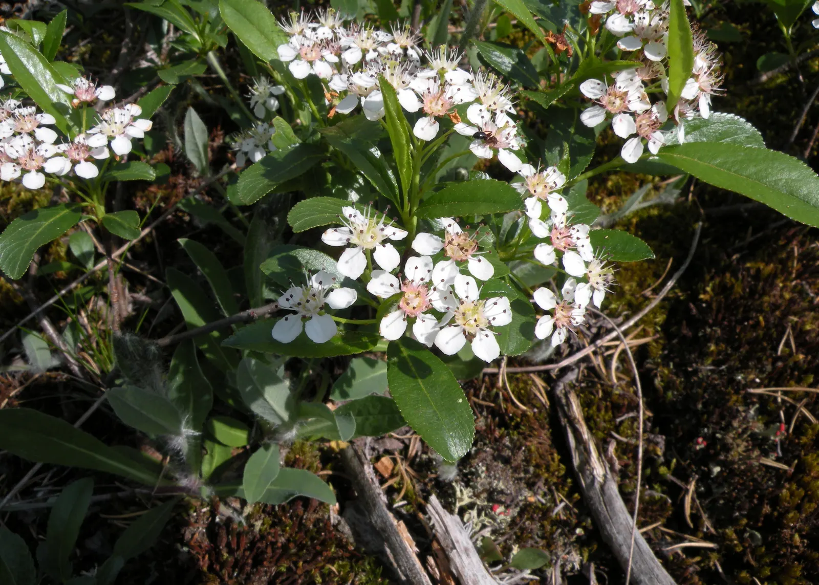 Black Chokeberry (Aronia Melanocarpa) — which appear in late summer and persist into the fall
