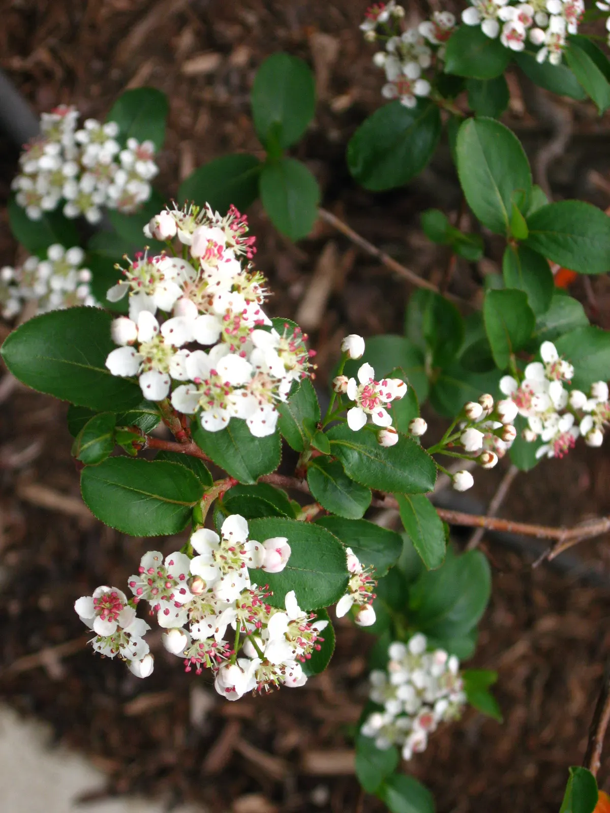 Black Chokeberry (Aronia Melanocarpa) — which appear in late summer and persist into the fall; scientifically known as Aronia melanocarpa