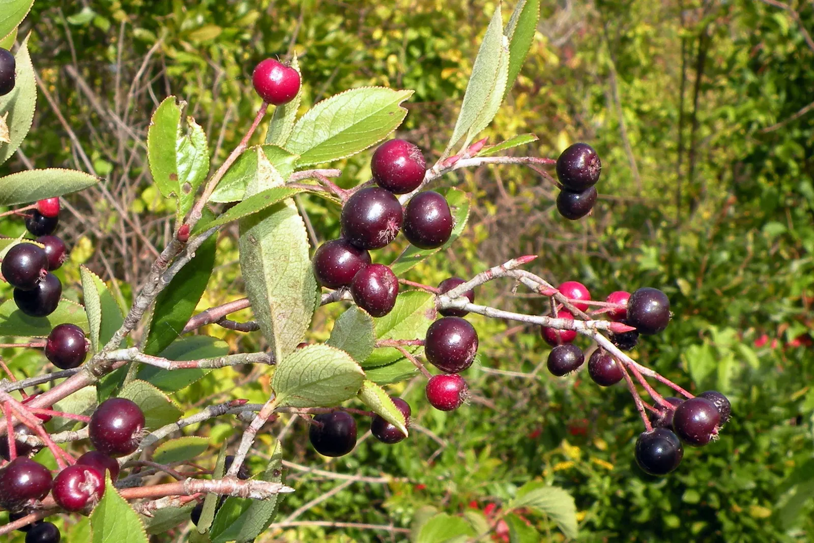 Black Chokeberry (Aronia Melanocarpa) — white flowers in the garden; typically reaching heights of 3 to 6 feet with a similar spread, image 76