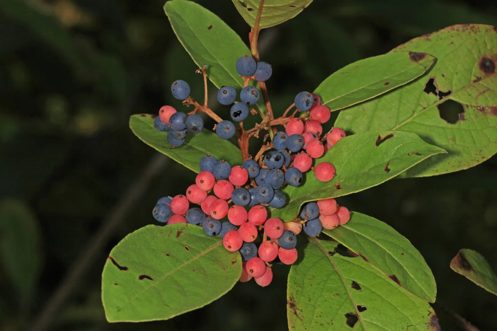 Black Chokeberry (Aronia Melanocarpa) — including occasional flooding; each blossom approximately 1/2 inch in diameter