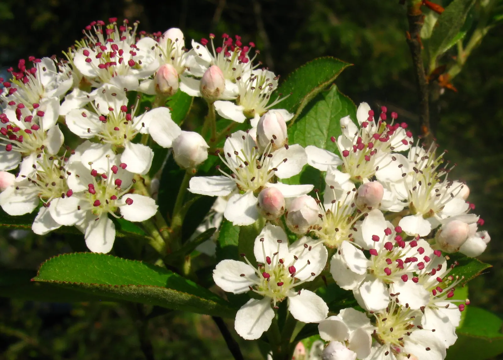 Black Chokeberry (Aronia Melanocarpa) — white flowers in the garden