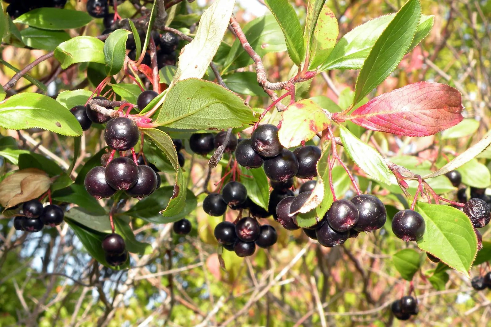 Black Chokeberry (Aronia Melanocarpa) — the plant bears clusters of delicate white to light pink flowers