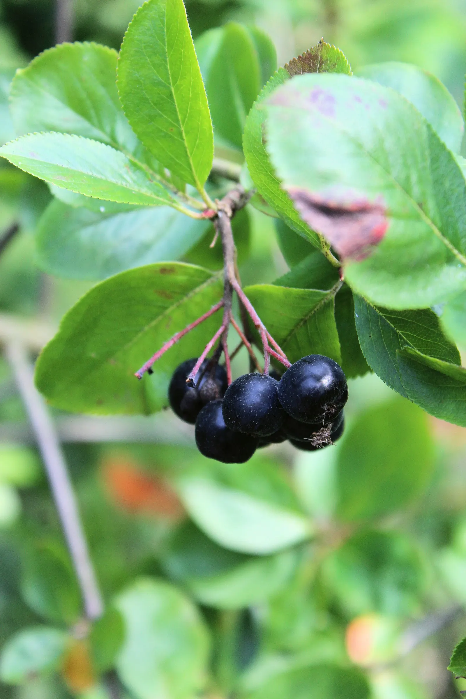 Black Chokeberry (Aronia Melanocarpa) — each blossom approximately 1/2 inch in diameter; it displays clusters of fragrant white flowers in spring and lustrous