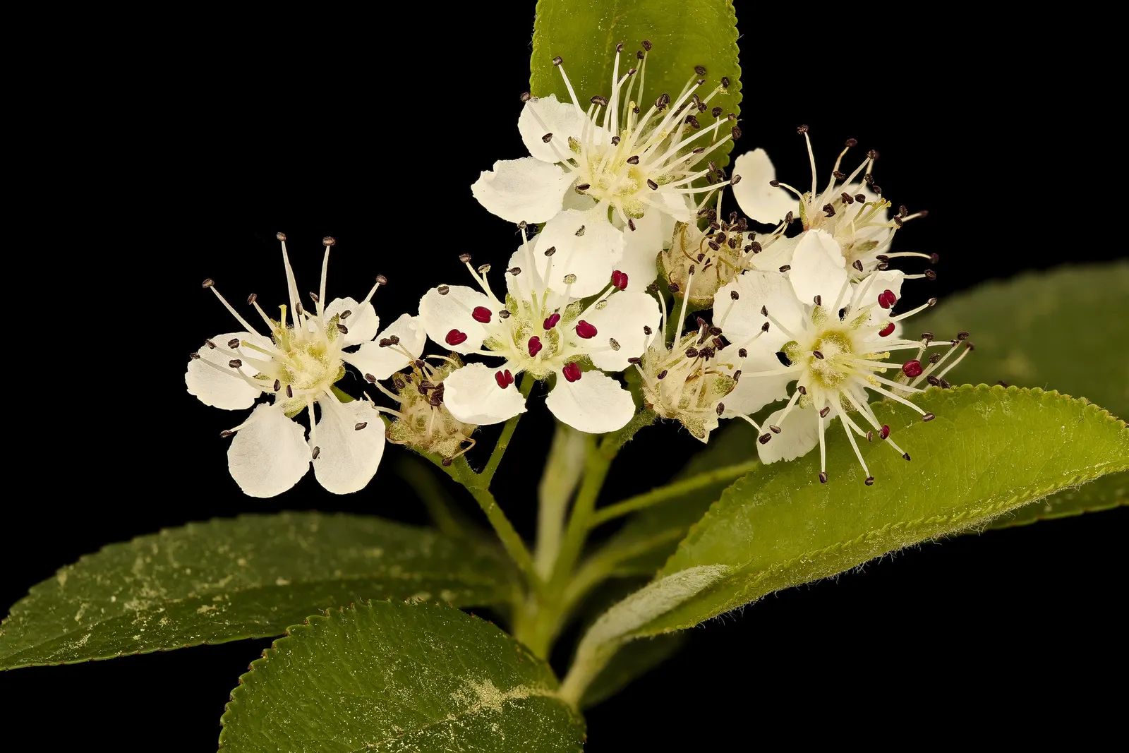 Black Chokeberry (Aronia Melanocarpa) — it displays clusters of fragrant white flowers in spring and lustrous