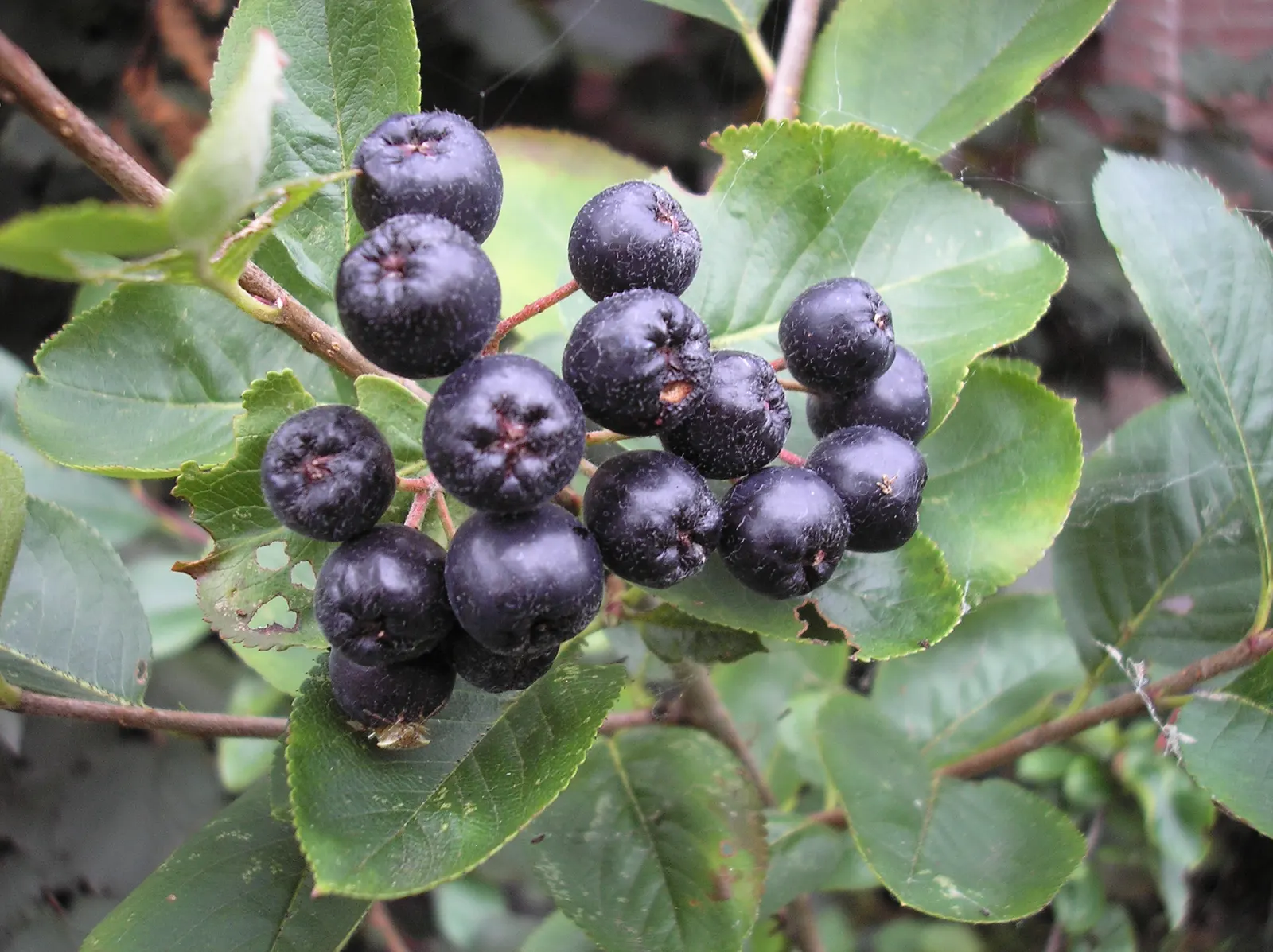 Black Chokeberry (Aronia Melanocarpa) — Its purplish-black berries, high in antioxidants, attract birds and can be used in jams; plant in full sun, image 57