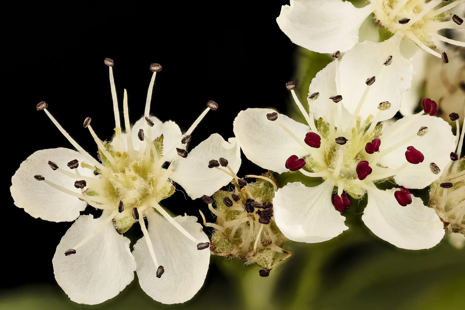 Black Chokeberry (Aronia Melanocarpa) — scientifically known as Aronia melanocarpa