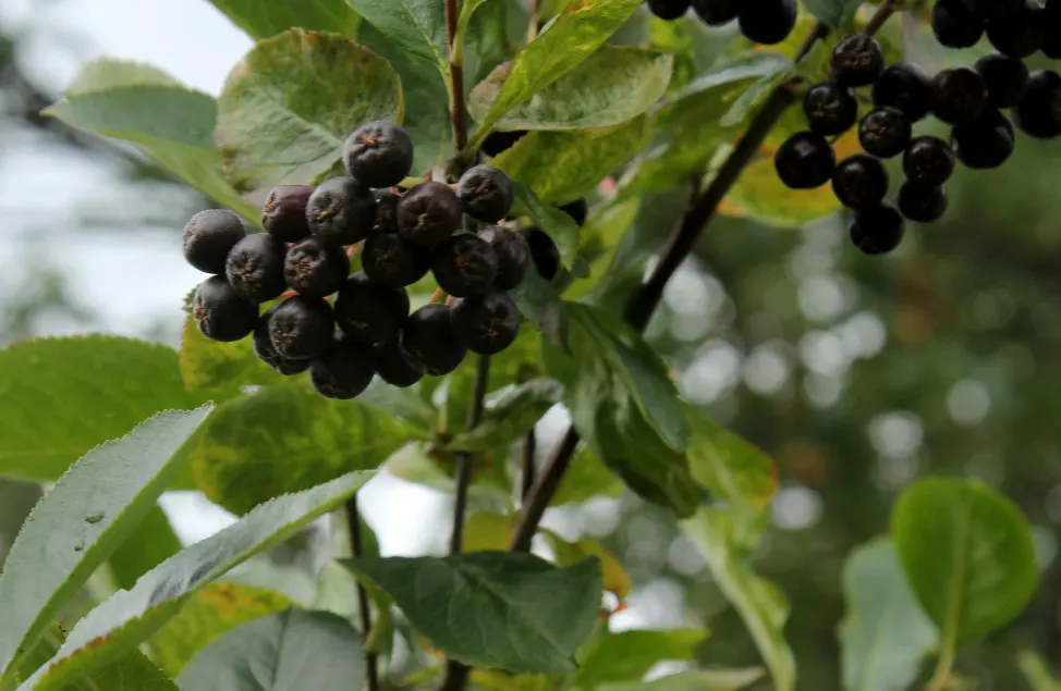 Black Chokeberry (Aronia Melanocarpa) — making it a flexible choice for different garden aspects